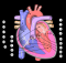 350px-diagram_of_the_human_heart_-multilingual_2-.svg.png